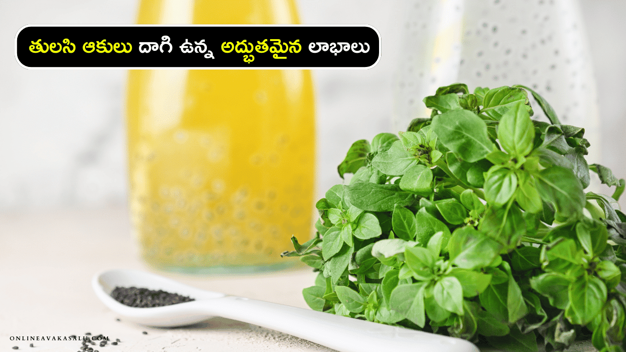 Basil Benefits : తులసి ఆకులు దాగి ఉన్న అద్భుతమైన లాభాలు