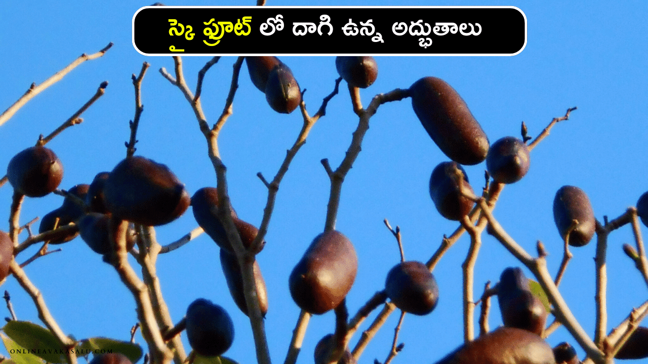 Sky Fruit Benefits : స్కై ఫ్రూట్ లో దాగి ఉన్న అద్భుతాలు