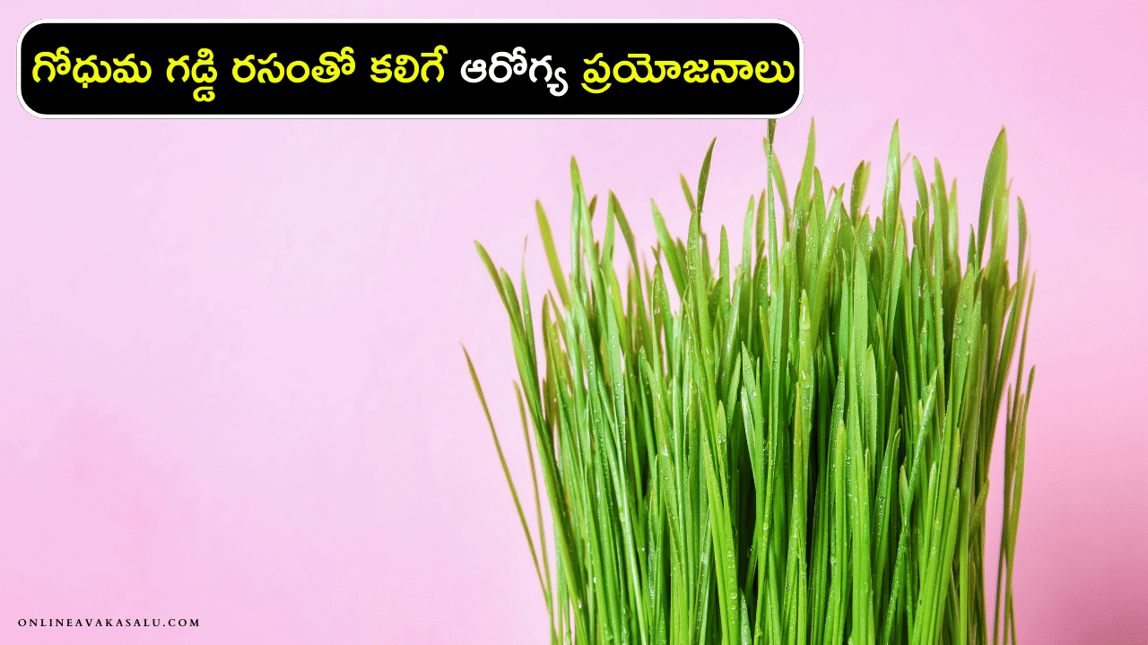 Wheat Grass : గోధుమ గడ్డి రసంతో కలిగే ఆరోగ్య ప్రయోజనాలు