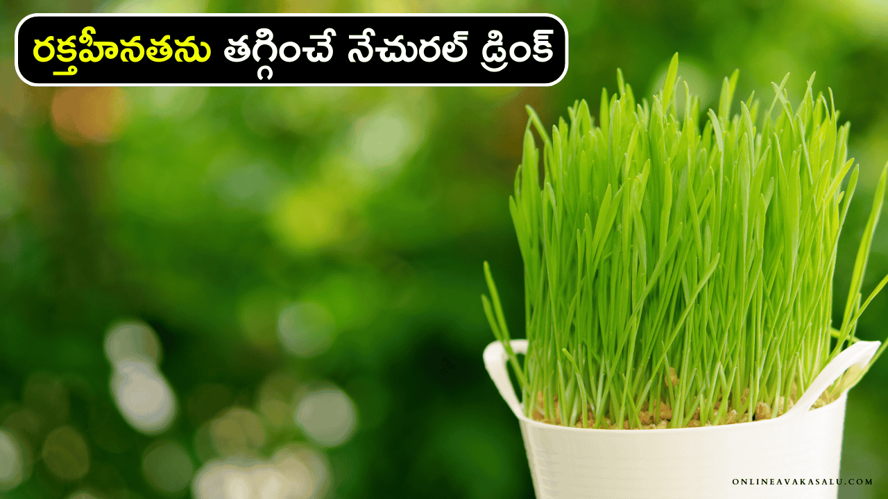 Wheat Grass : రక్తహీనతను తగ్గించే నేచురల్ డ్రింక్